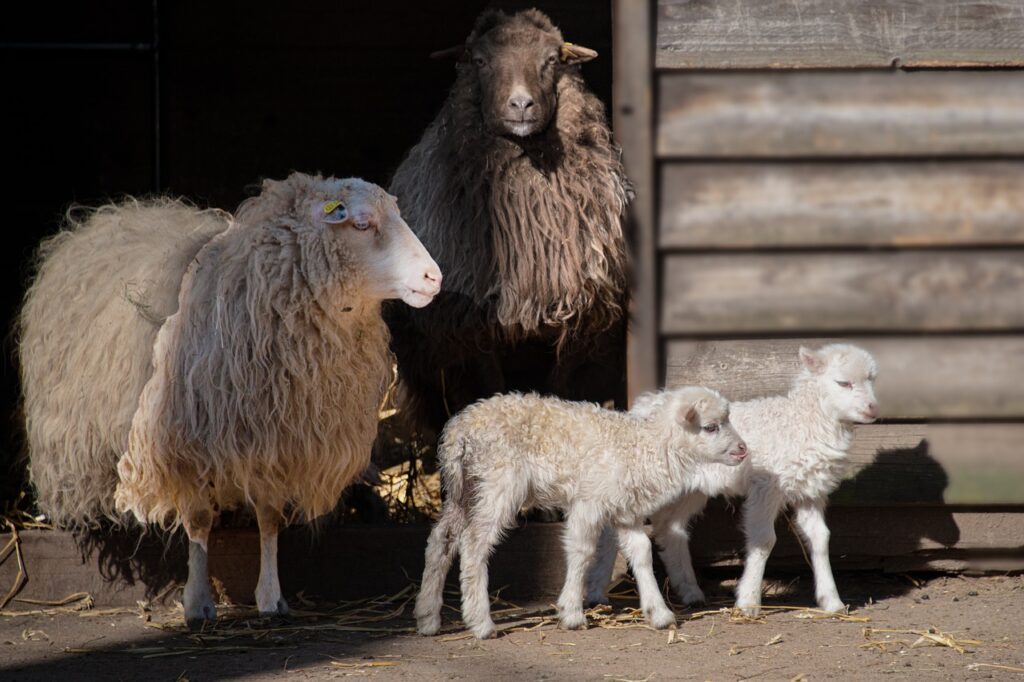 the sheep, court, cattle-7089786.jpg