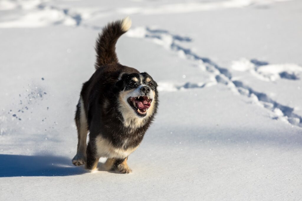 dog, canine, run-5924174.jpg
